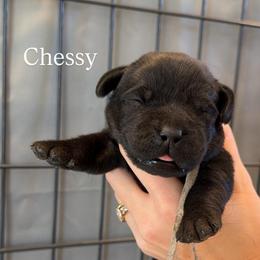 3rd pick female - Black female Labrador Retriever puppy in Owosso, Michigan from Bennington Retrievers