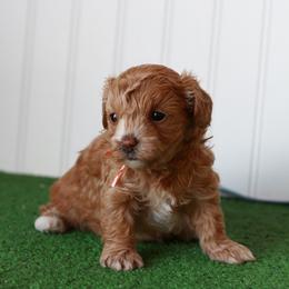 Miss Orange - Apricot female Maltipoo puppy in Springtown, Texas from North Texas Puppies