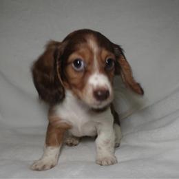Goose - Piebald female Dachshund puppy in Texarkana, Texas from Lolo&CoDachshunds