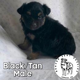 Ulysses - Black male Miniature Australian Shepherd puppy in Jaroso, Colorado from Heaven Sent Aussies