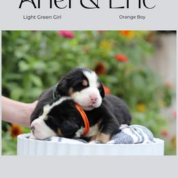 Ariel: Light Green Girl - Black, white and red female Greater Swiss Mountain Dog puppy in Rexburg, Idaho from Silver String Swissies