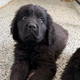 Triumph - Black male Newfoundland puppy in Saukville, Wisconsin from Crossroads Canines ~ Newfoundland Dogs