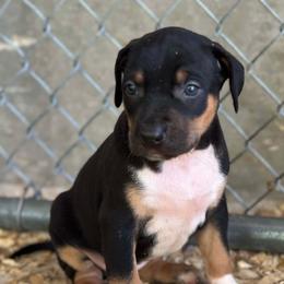 Female 3 - Black female Catahoula Leopard Dog puppy in Crestview, Florida from C4 Kennels of FL & AL