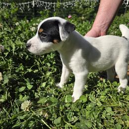 Kronk - Tri-color male Jack Russell Terrier puppy in Clarkesville, Georgia from Bagg End Jack Russell Terriers