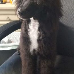 Kobe - Poodle