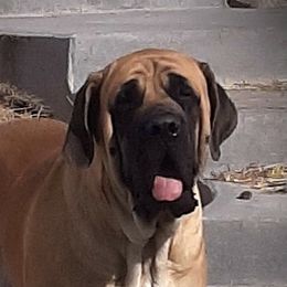 Brea - Mastiff