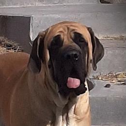 Brea - Mastiff