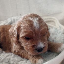 Tulip - Golden female Cockapoo puppy in Garden City, Idaho from Janet's Cockapoos