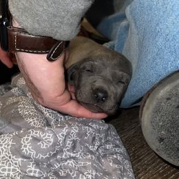 Weimaraner Puppies from North Georgia Weims