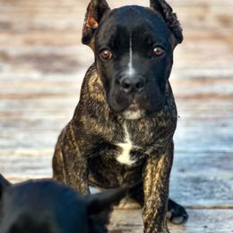 Parker - Black male Cane Corso puppy in Sandia, Texas from OneTime Cane Corso