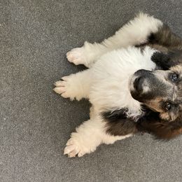 Poodle Puppies from Southern Elegance Standards