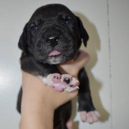 Jim Beam - Black and white male Great Dane puppy in Chapmansboro, Tennessee from Balthrop Bend Farms