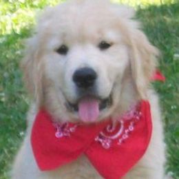 Golden Retrievers from Makefield Goldens