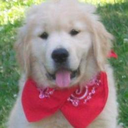 Golden Retrievers from Makefield Goldens