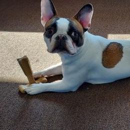 Gemma - French Bulldog
