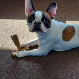 Gemma - French Bulldog