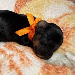 Rebecca - Tri-color female Cavapoo puppy in Redding, California from O’Hara  Doodles