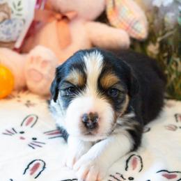 Puppy 5 - Black tri-color male Australian Shepherd puppy in Mayer, Arizona from Ms Priss Aussies