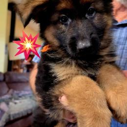 Orange collar - Black and red female German Shepherd puppy in Chrisney, Indiana from Indiana German Shepherds