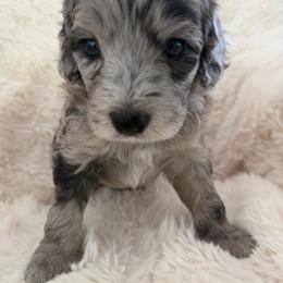 Minnie - female Australian Mountain Doodle puppy in Fullerton, California from Emerald Creek Doodles
