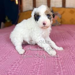 Snow White blue eyes - Red merle female Aussiedoodle puppy in Grove, Oklahoma from Guinn Family Farms