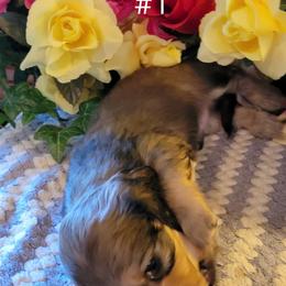 Dachshund Puppies from CLARK'S BREEDING PROGRAM