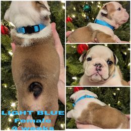 Bulldog Puppies from Hayzlett Family English Bulldogs