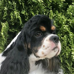 Lilly - Cocker Spaniel