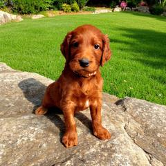 Boy 3- Representative Picture - Red Irish Doodle puppy in Madison, Wisconsin from Morningside Doodles