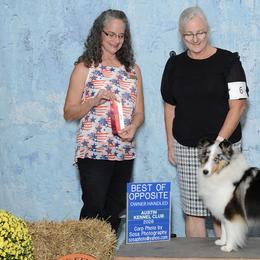 Shetland Sheepdogs from Double Dare Shelties