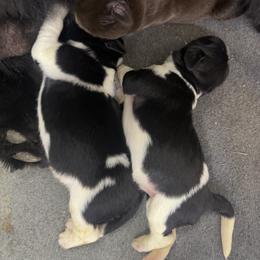 Newfoundland Puppies from Bluegrass River Newfoundlands