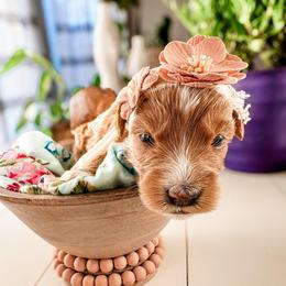 Hadley - Apricot female Goldendoodle puppy in Mountain Home, Idaho from MightyDoods