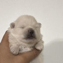 Pomeranian Puppies from Bear face Pomeranian