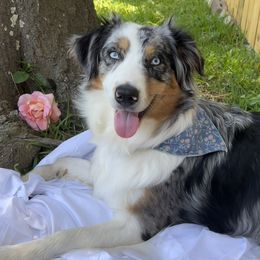 Ellie - Australian Shepherd