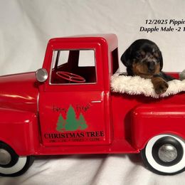 Black and tan dapple male - Dapple male Dachshund puppy in Huggins, Missouri from RJ's Miniature Dachshunds