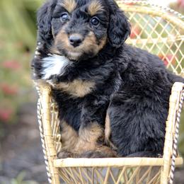 Raleigh - Black tri-color female Aussiedoodle puppy in Crete, Nebraska from Doodles & Co