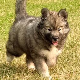 Buckle bunny - Agouti and white female Siberian Husky puppy in Corvallis, Montana from Double H Siberians
