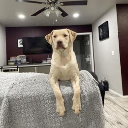 Dilute Retriever and Labrador Retriever Puppies from SmoKy Hills Labradors