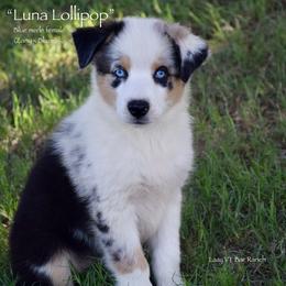 Luna Lollipop - Blue merle female Miniature Australian Shepherd puppy in Evant, Texas from Lazy VT Bar Ranch