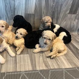 Poodle Puppies from CURLS KENNEL