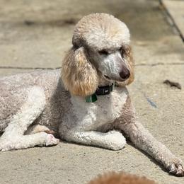 Dixie Jo - Poodle