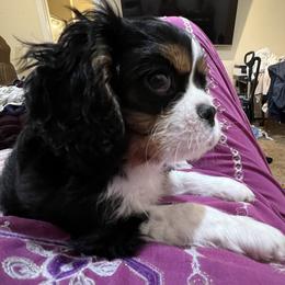 Boy 1 - Tri-color male Cavalier King Charles Spaniel puppy in Caldwell, Idaho from Gem State Precious Cavaliers LLC