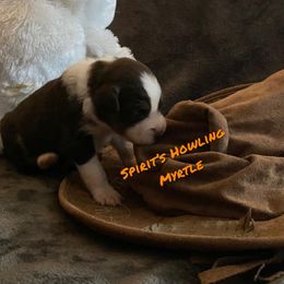Australian Shepherd Puppies from Spirited Aussies