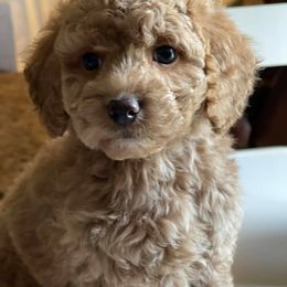 Goldendoodle and Poodle Puppies from South Georgia Doodles
