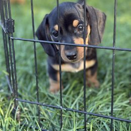 Dachshund Puppies from Carranza Puppy Farm