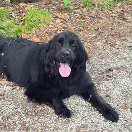 Max - Black female Newfoundland puppy in Falmouth, Michigan from Dyer Lake Newfoundland’s