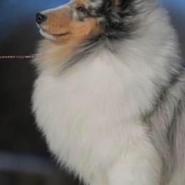 Collies and Shetland Sheepdogs from Dueling Pine Ranch