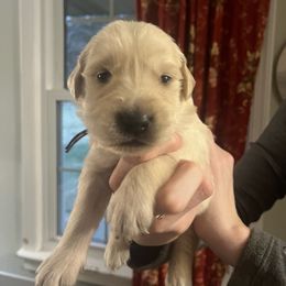 Yellow Boy - Golden male Golden Retriever puppy in Amissville, Virginia from Houston’s Golden Haven