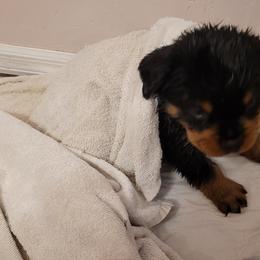 Rottweiler Puppies from Von Nuffosttor Rottweilers