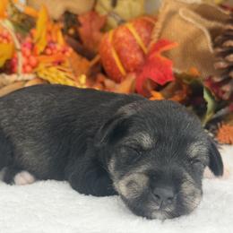 Gypsy Male 2 - Salt and pepper male Miniature Schnauzer puppy in Pageland, South Carolina from New Haven Farms